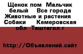 Щенок пом. Мальчик белый  - Все города Животные и растения » Собаки   . Кемеровская обл.,Таштагол г.